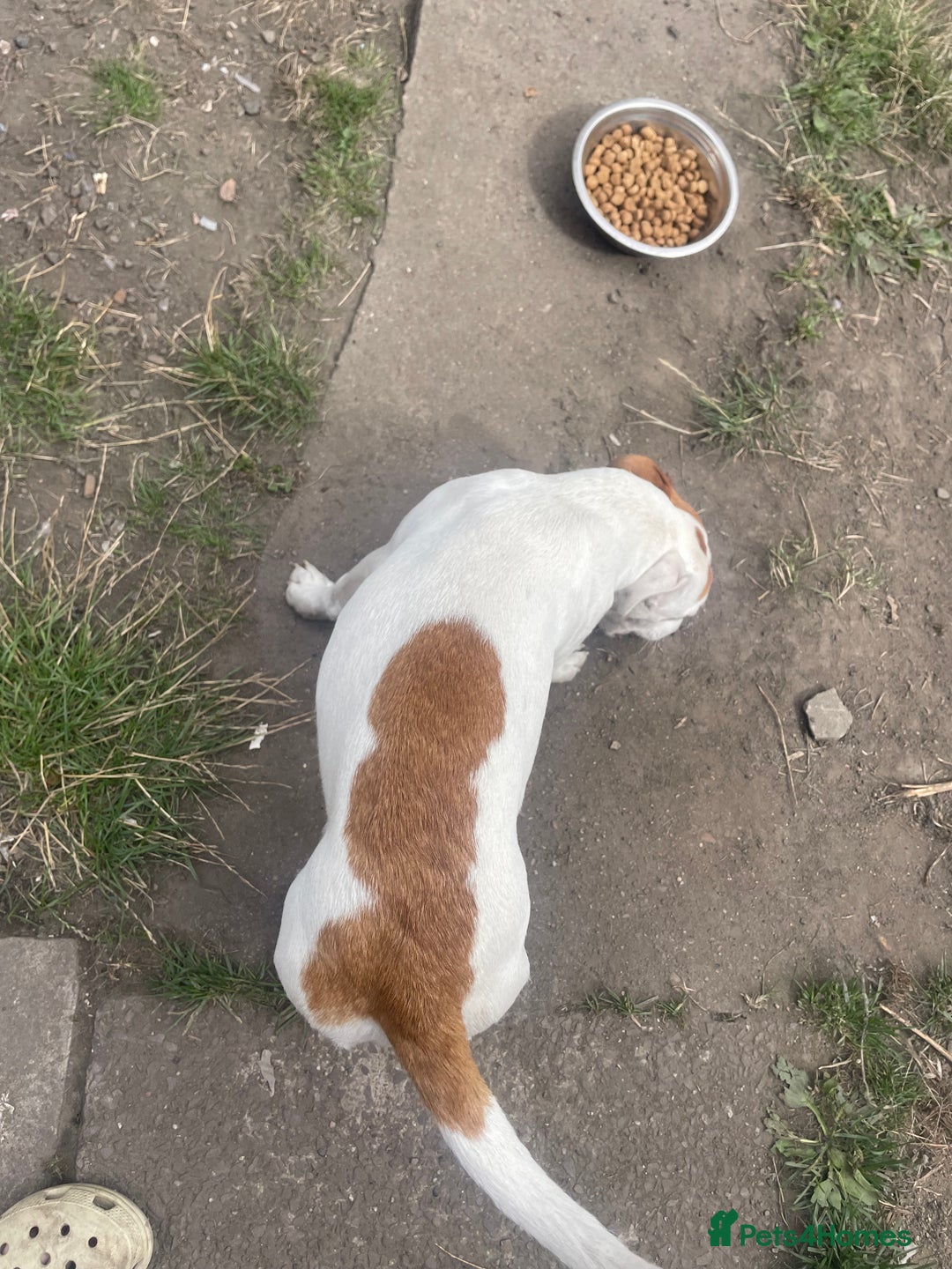 Jack Russell dogs for sale: Male Jack russell - Image 4