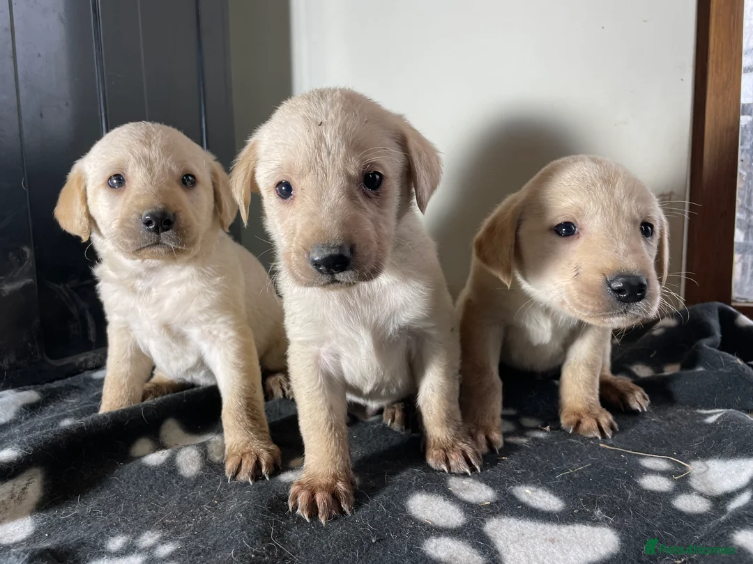 Labrador Retriever dogs for sale: All Reduced to £850 Ready to go now only 1 left - Advert 6
