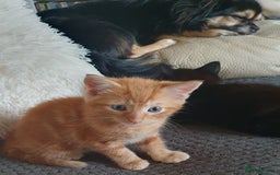 Mixed Breed cats for sale: Adorable kittens  - Image 5