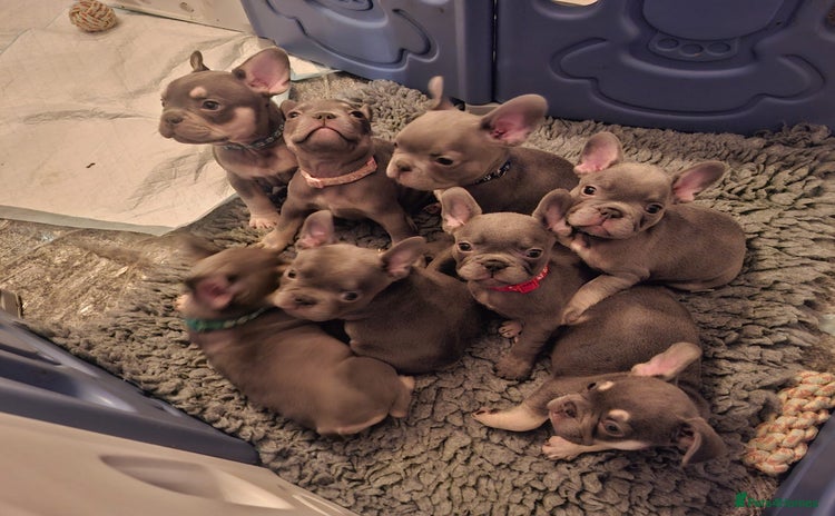 French Bulldog dogs Pedigree Frenchies - New Shade Isabella’s & Lilacs - Advert 1
