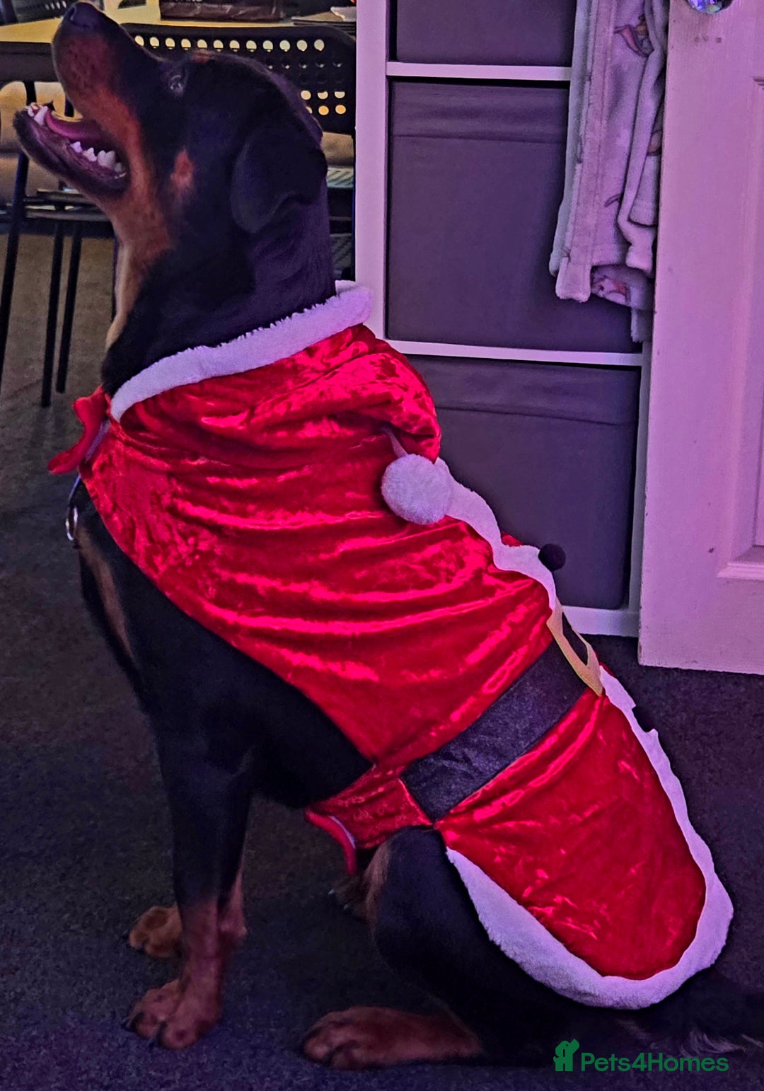 Rottweiler dogs for sale: Gorgeous trained rottweiler female available  - Advert 6