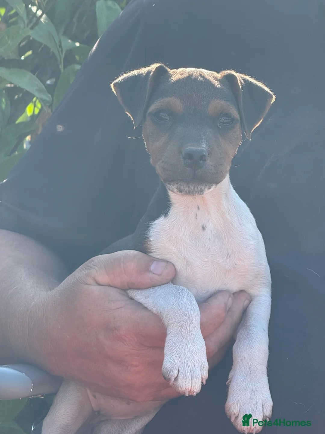 Jack Russell dogs for sale: Traditional Jack Russell bitch puppy  - Advert 9