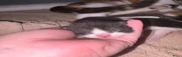 Mixed Breed cats for sale: 3 beautiful babies (mixed breed)  - Advert 3
