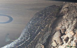 Monitor reptiles for sale: Varanus doreanus  blue tailed monitor  - Image 2