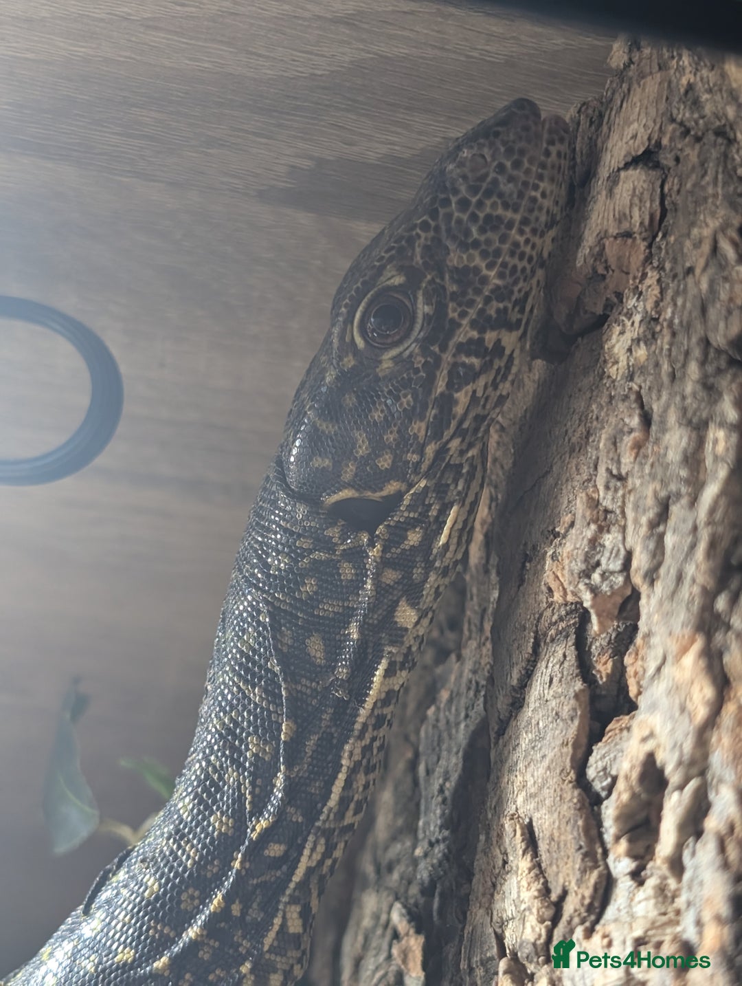 Monitor reptiles for sale: Varanus doreanus  blue tailed monitor  - Image 2
