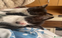Mixed Breed cats for sale: 4 black and white Kittens for sale !!! - Image 8