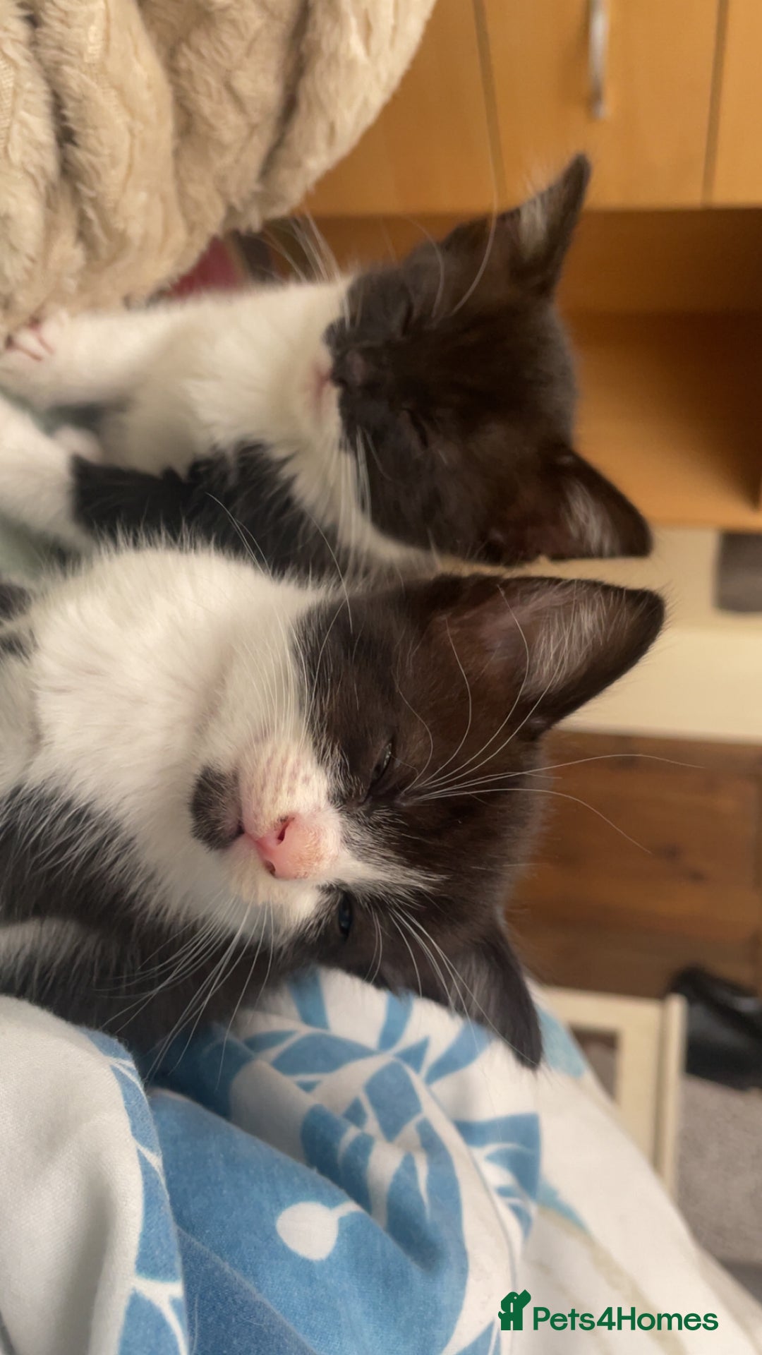 Mixed Breed cats for sale: 4 black and white Kittens for sale !!! - Image 8
