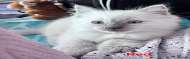 Ragdoll Kitten 1 Red collar 