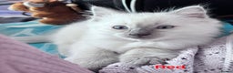 Ragdoll cats for sale: 4 adorable Ragdoll kittens  - Advert 12
