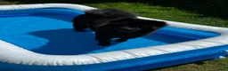 Chow Chow dogs for sale: Female 1 year old chow chow puppy - Advert 1