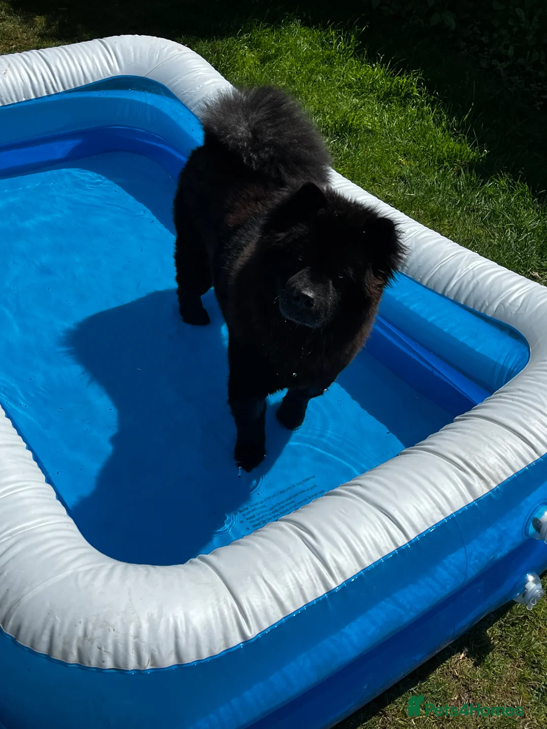 Chow Chow dogs for sale: Female 1 year old chow chow puppy - Advert 1