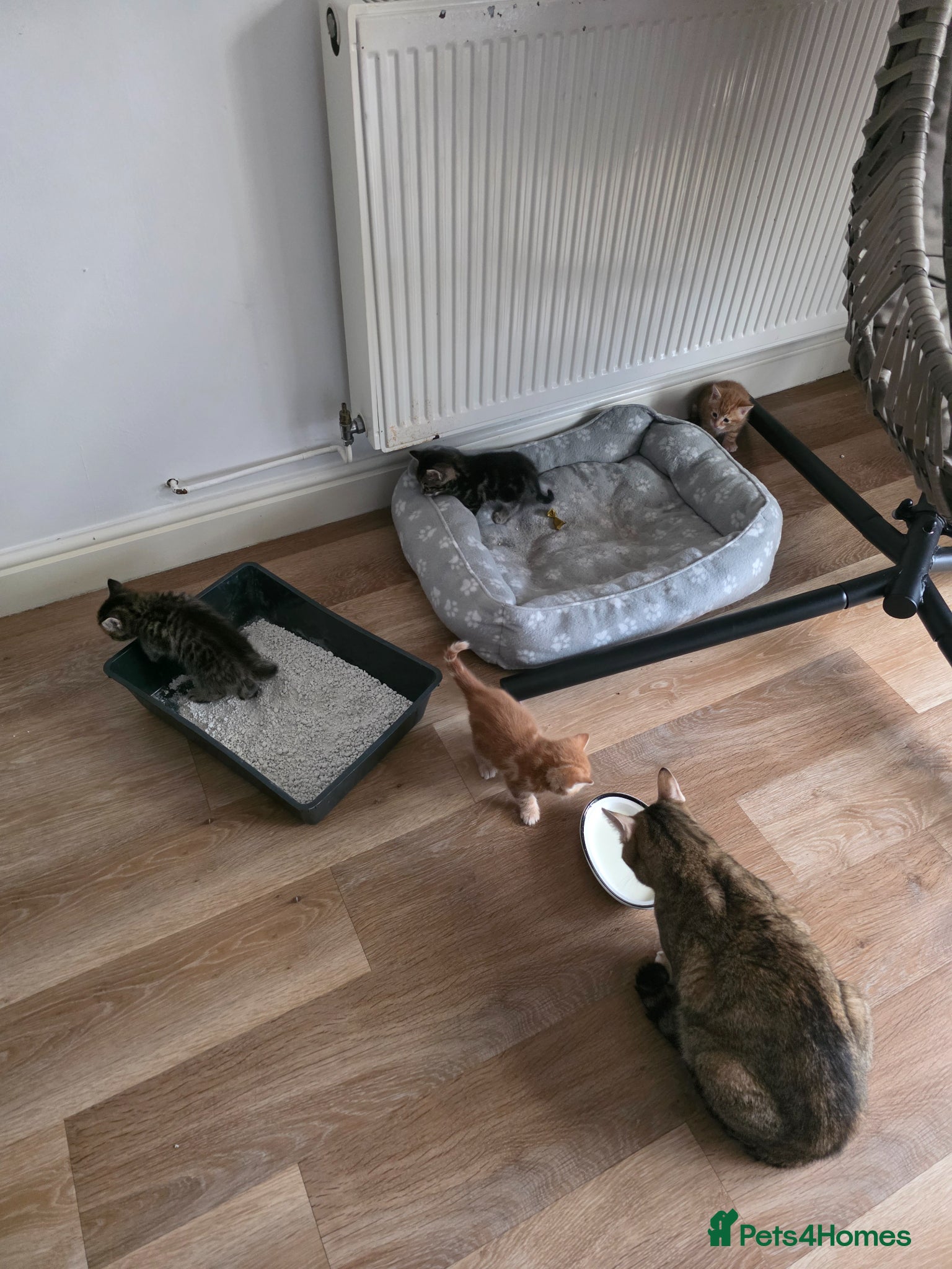 Mixed Breed cats Mix breed kittens - Advert 4