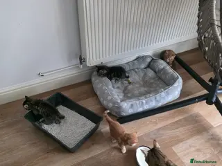 Mixed Breed cats Mix breed kittens - Advert 4