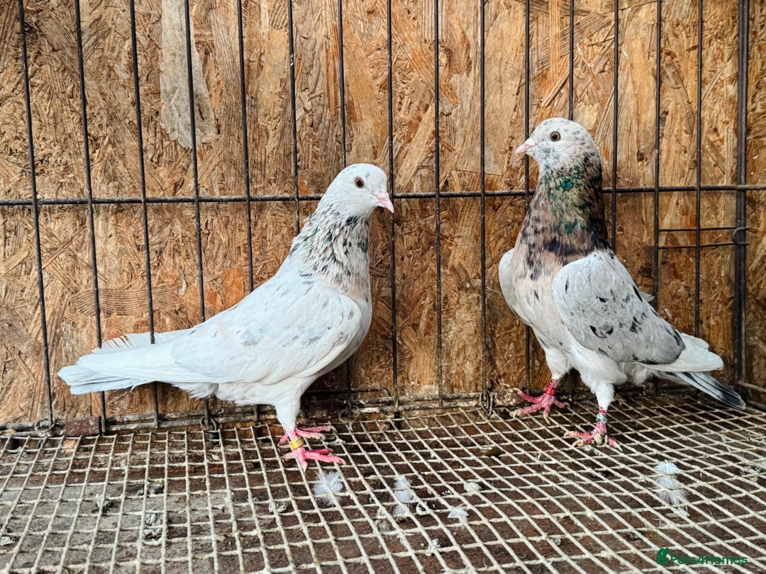 Pigeons birds for sale: BEAUTIFUL ALMOMD ROLLERS FOR SALE - Advert 4