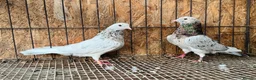 Pigeons birds for sale: BEAUTIFUL ALMOMD ROLLERS FOR SALE - Advert 4