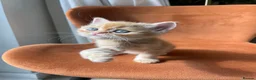 Persian cats for sale: Two beautiful Persian kittens  - Advert 14