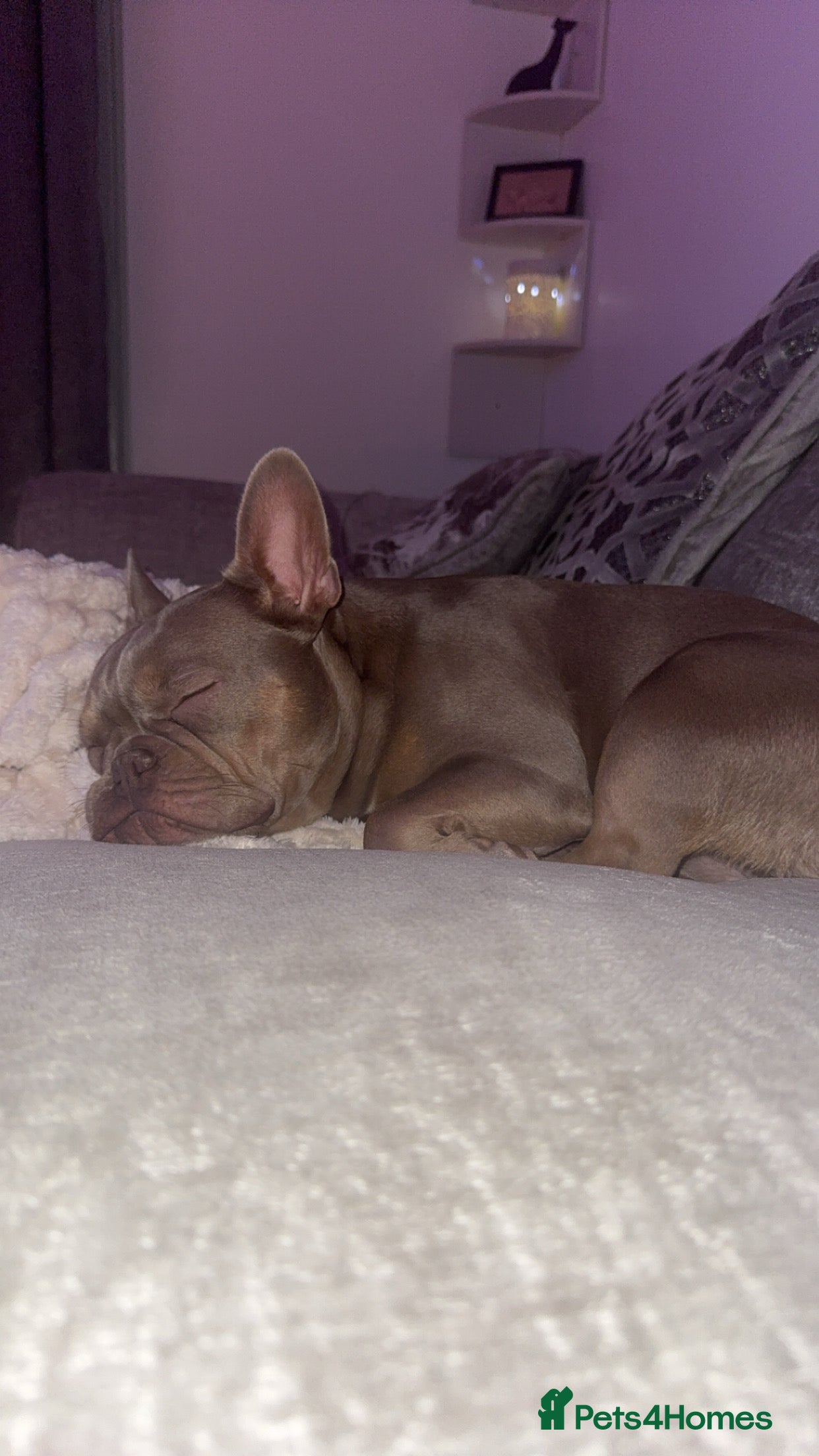 French Bulldog dogs French Bulldog Female KC registered - Advert 1