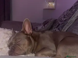 French Bulldog dogs French Bulldog Female KC registered - Advert 15