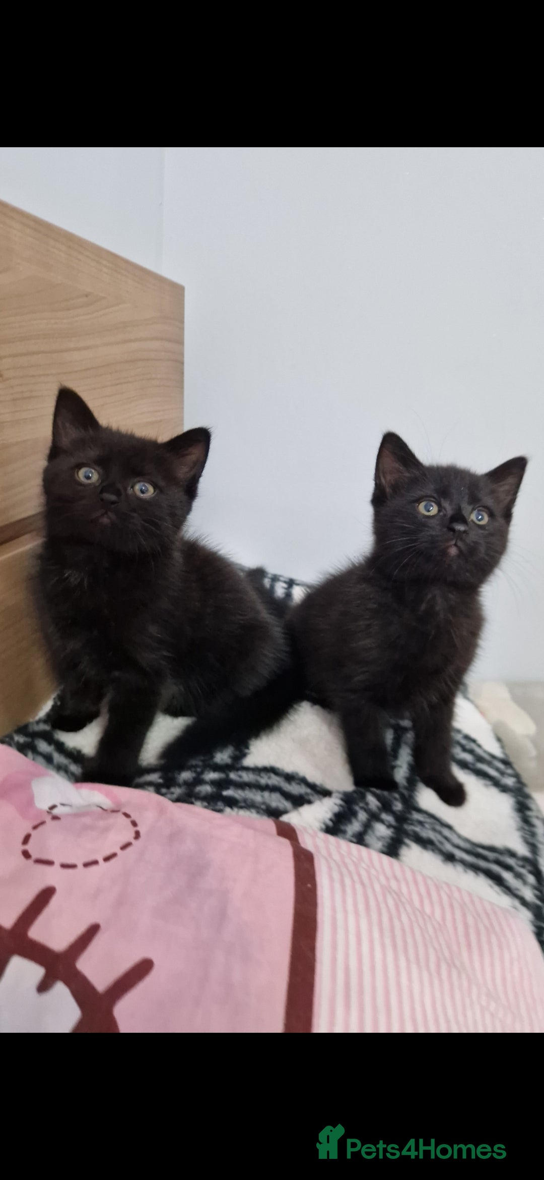Mixed Breed cats for sale: Kittens - Advert 16
