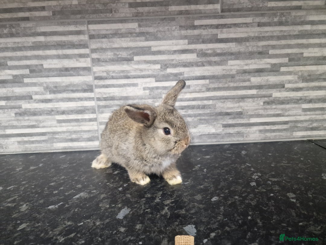 Mini Lion Lop rabbits for sale: Lion lops - Advert 13