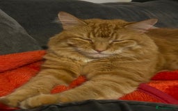 British Longhair cats for sale: Beautiful Ginger Male Cat - Gus - Advert 5