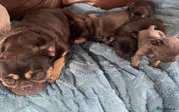 French Bulldog dogs for sale: French Bulldog puppies. 3 x boys 1 x girl - Image 2
