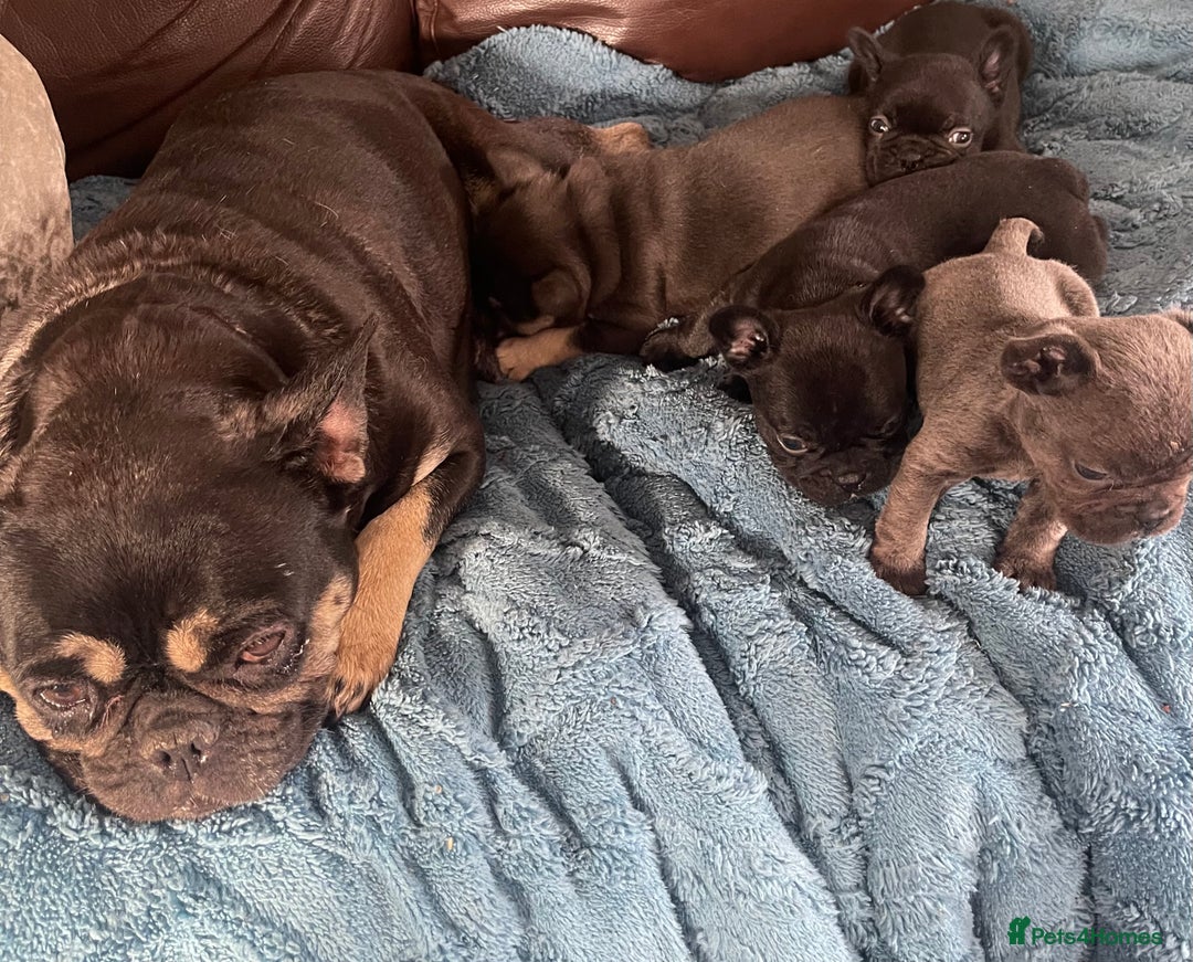 French Bulldog dogs for sale: French Bulldog puppies. 3 x boys 1 x girl - Image 2