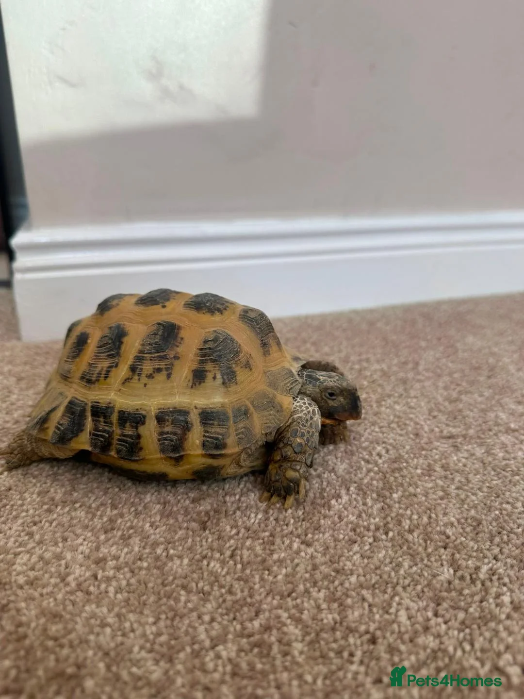 Tortoise reptiles for sale: Horsfield Tortoise in Runcorn - Advert 2