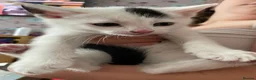 Mixed Breed cats for sale: 4 Beautiful fluffy kittens - Advert 14