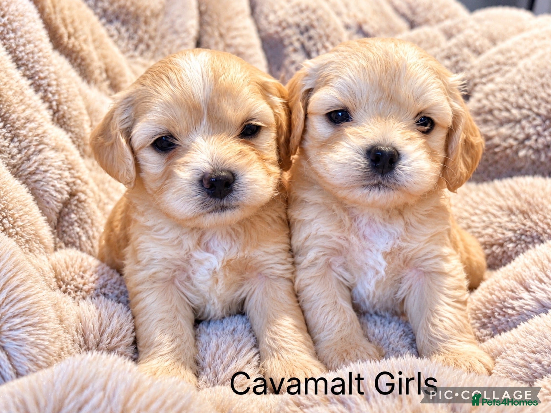 Mixed Breed dogs for sale: Stunning Cavamalt Girls - Advert 1