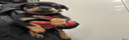 Rottweiler dogs for adoption: Rottweiler pups for sale, collection  - Advert 3