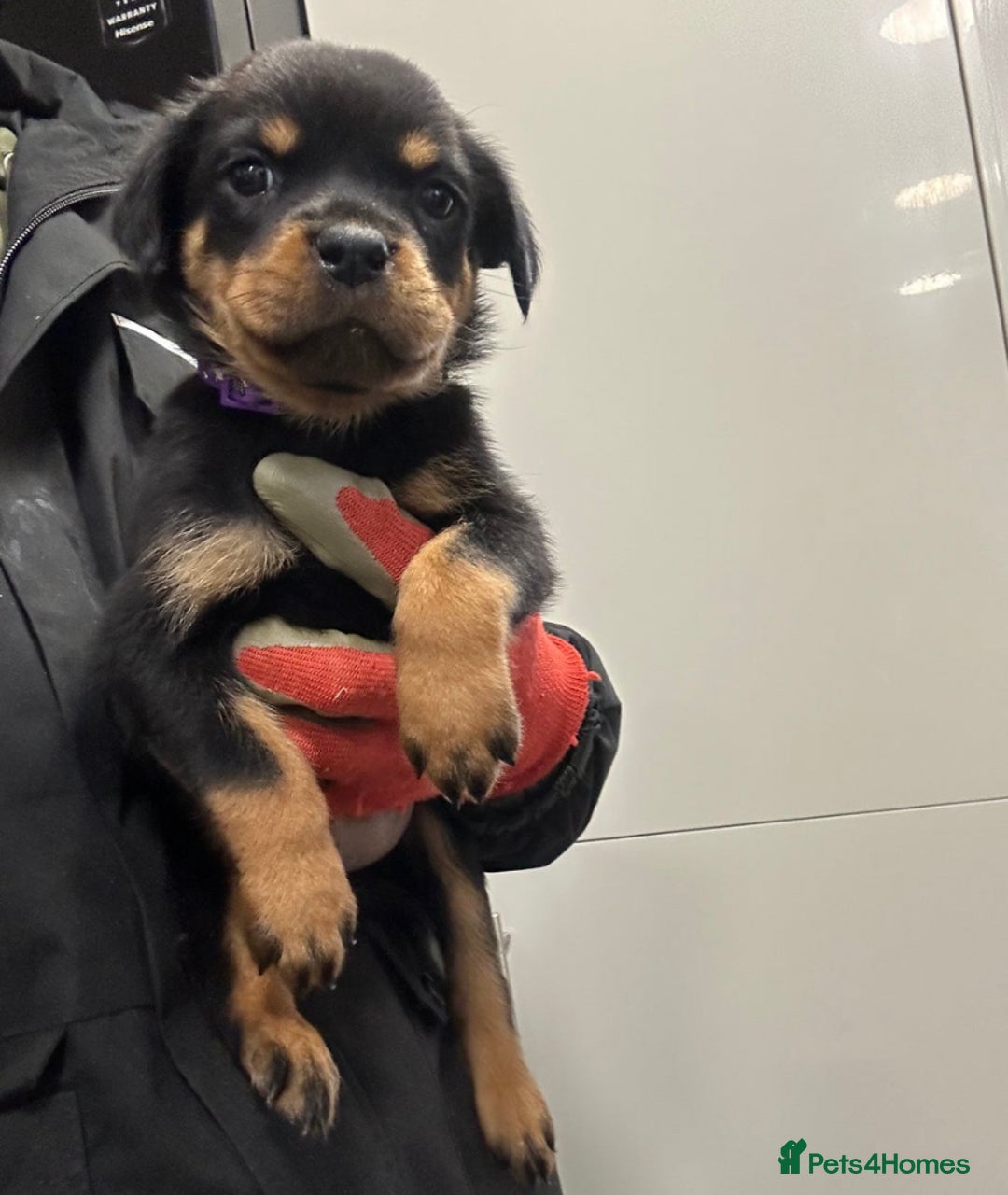 Rottweiler dogs for adoption: Rottweiler pups for sale, collection  - Advert 3