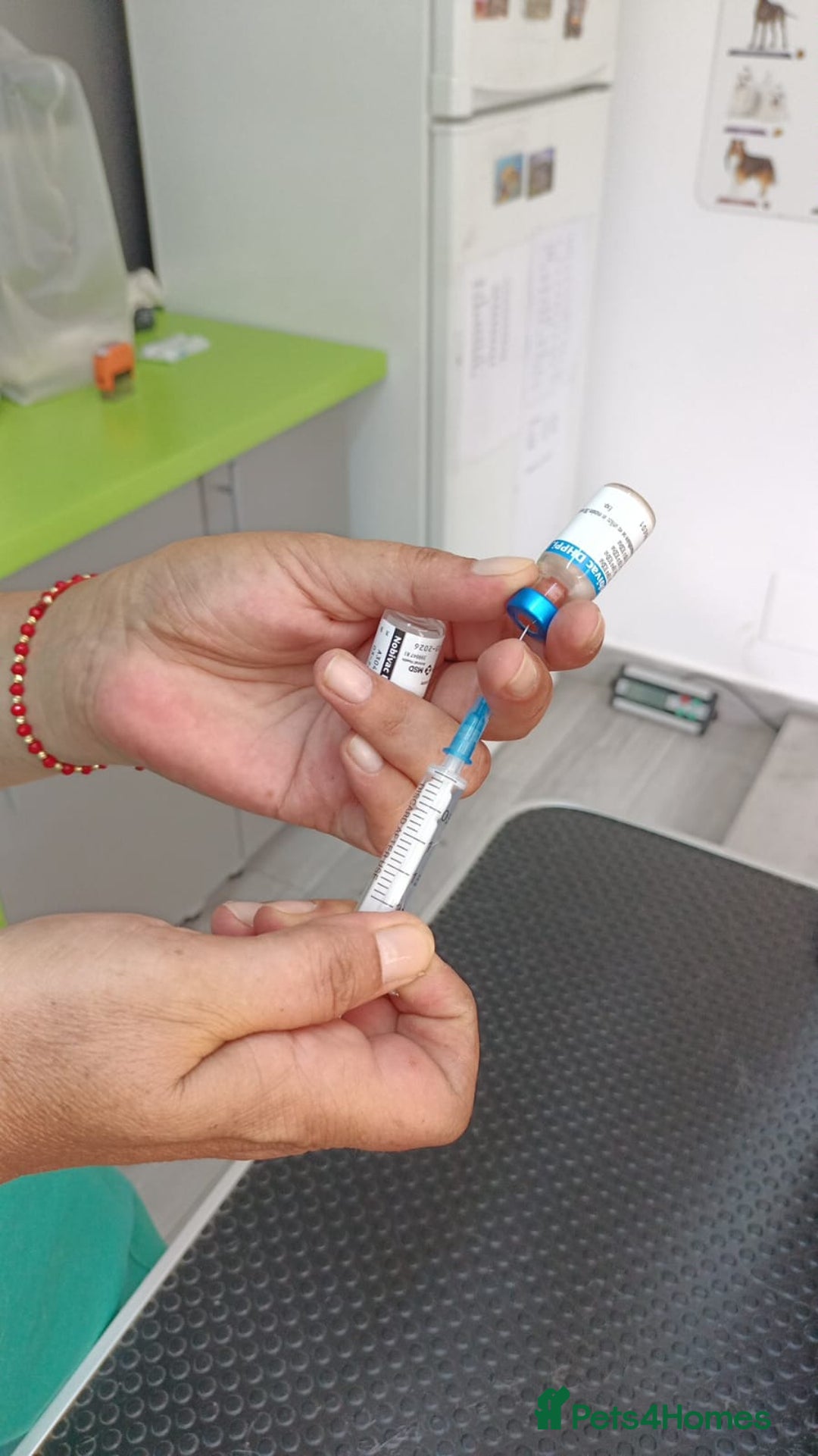 Mixed Breed dogs for adoption: 🐾 WINNIE - a Lovely young Girl, for a Loving Home - Image 9