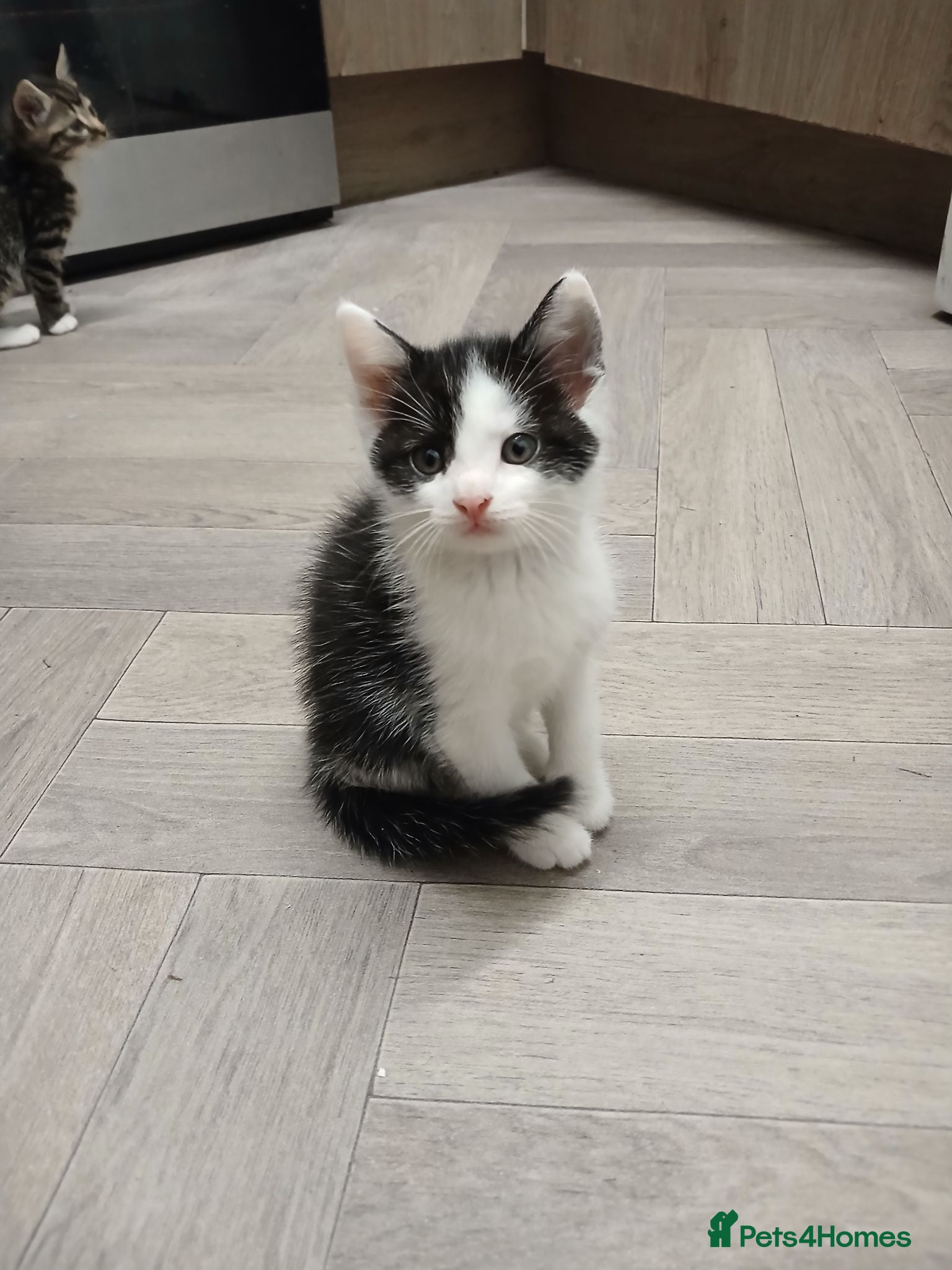 Mixed Breed cats Lovely boy - Advert 13