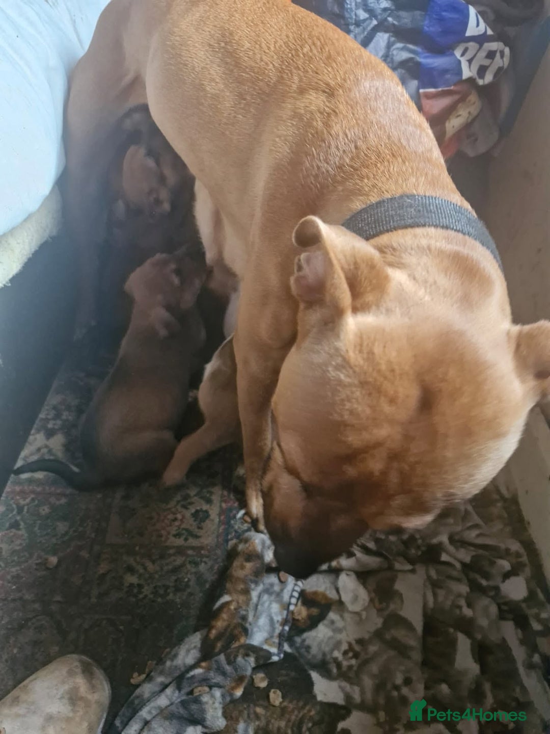 Mixed Breed dogs for sale: English mastiff x border collie puppies - Advert 2