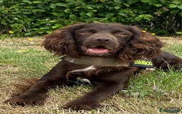 Cockapoo dogs for sale: Cockapoo puppies  - Advert 2