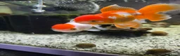 Goldfish fish for sale: Full setup including fish and snails  in Hebburn - Advert 2