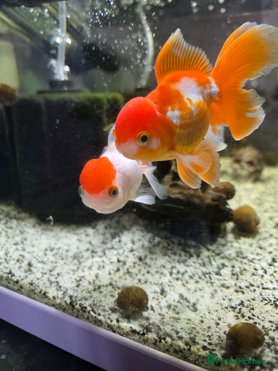 Goldfish fish for sale: Full setup including fish and snails  in Hebburn - Advert 2