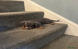 Miniature Dachshund dogs for sale:  Beautiful cute Miniatures dachshund  in Liverpool - Image 29
