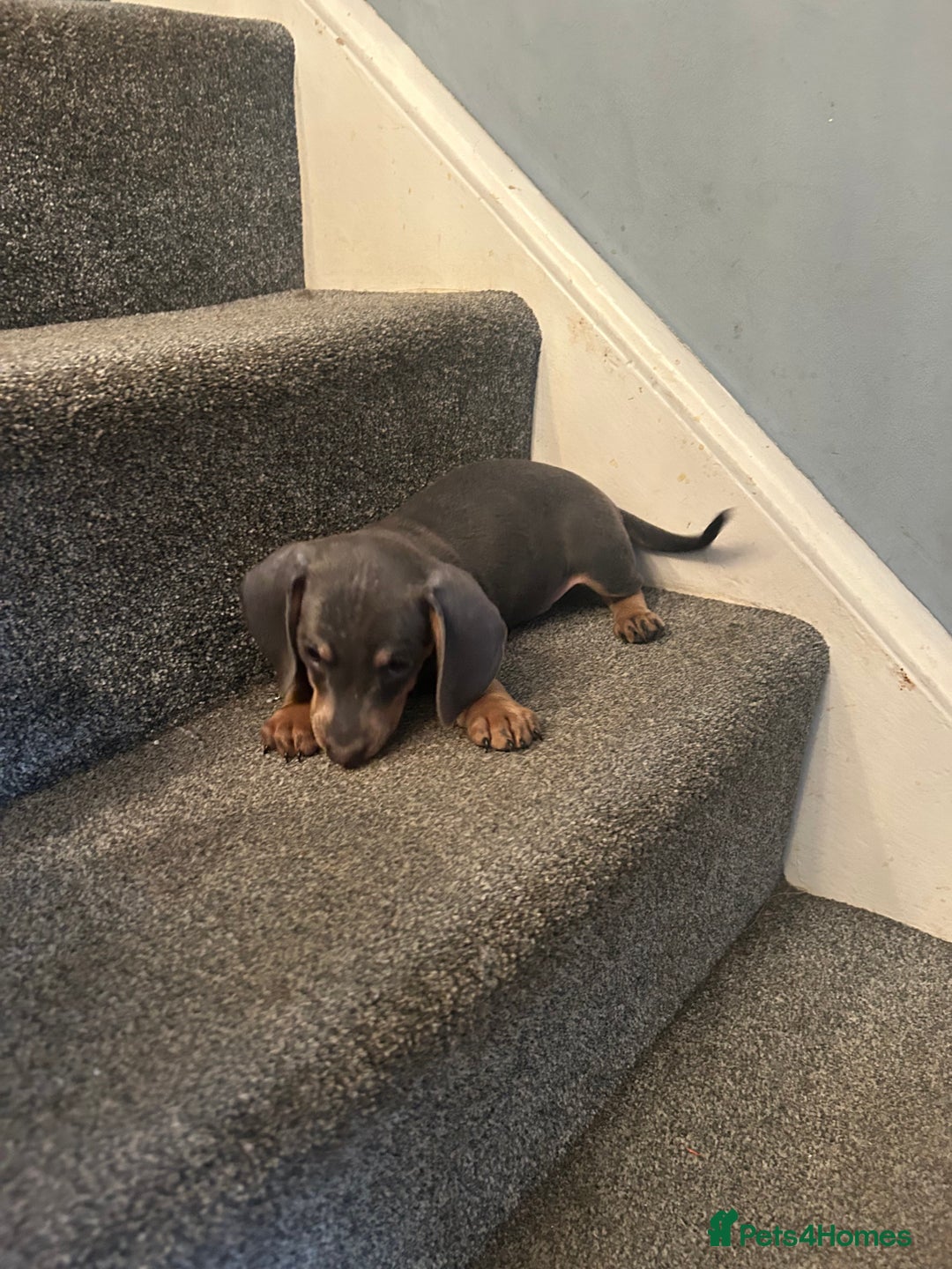 Miniature Dachshund dogs for sale:  Beautiful cute Miniatures dachshund  in Liverpool - Image 29