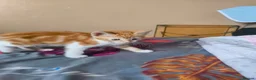 Mixed Breed cats for sale: 4 Well Trained & Healthy Kittens For New Home - Advert 3