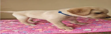 Labrador Retriever 1