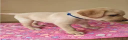 Labrador Retriever dogs for sale: Adorable Black & Yellow Labrador Companions in Paisley - Advert 9