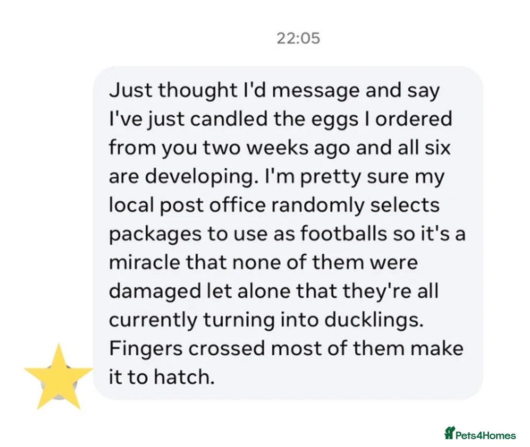 Ducks poultry for sale: Chocolate Muscovy Duck Hatching eggs - Advert 3