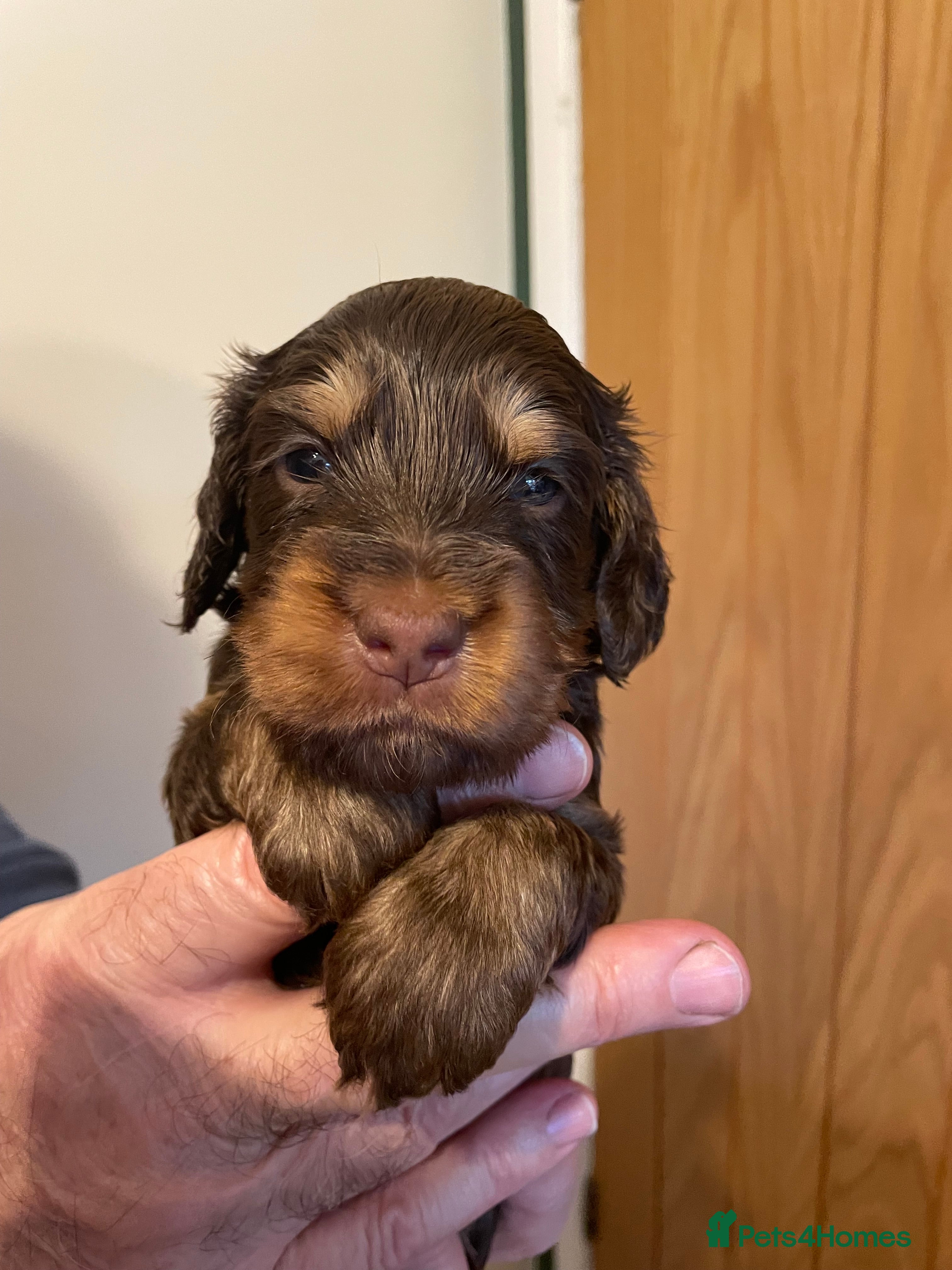 Cockapoo dogs Cockapoo Pups  F1b - Advert 1