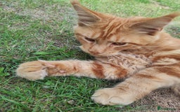 Maine Coon cats for sale: Maine Coon kittens  in Rushden - Image 13