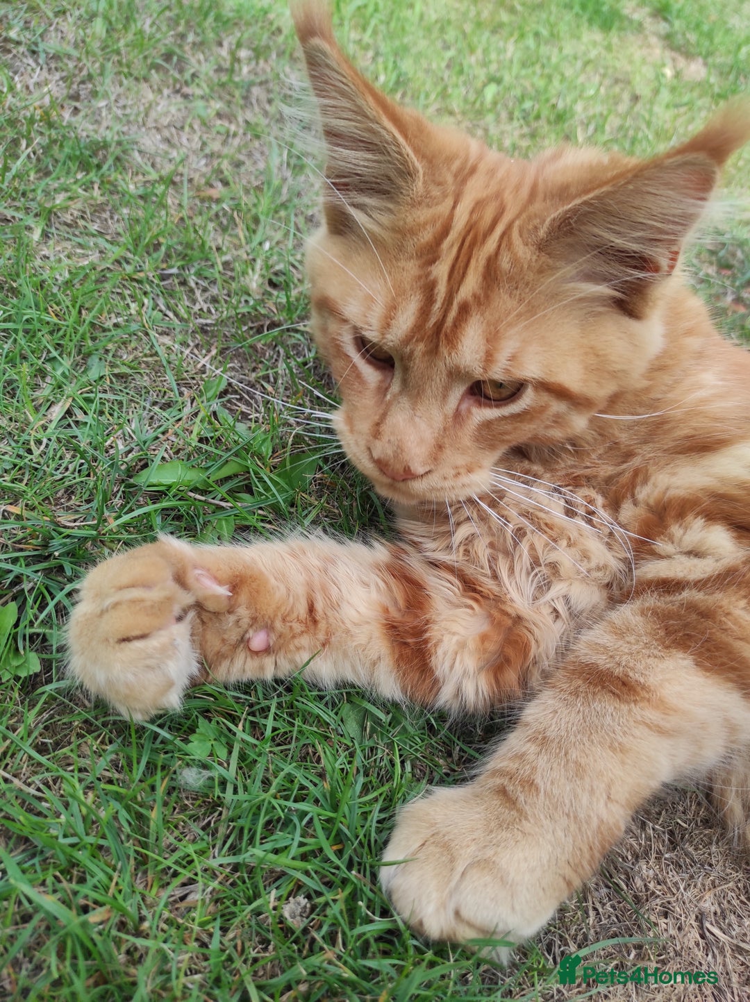 Maine Coon cats for sale: Maine Coon kittens  in Rushden - Image 13