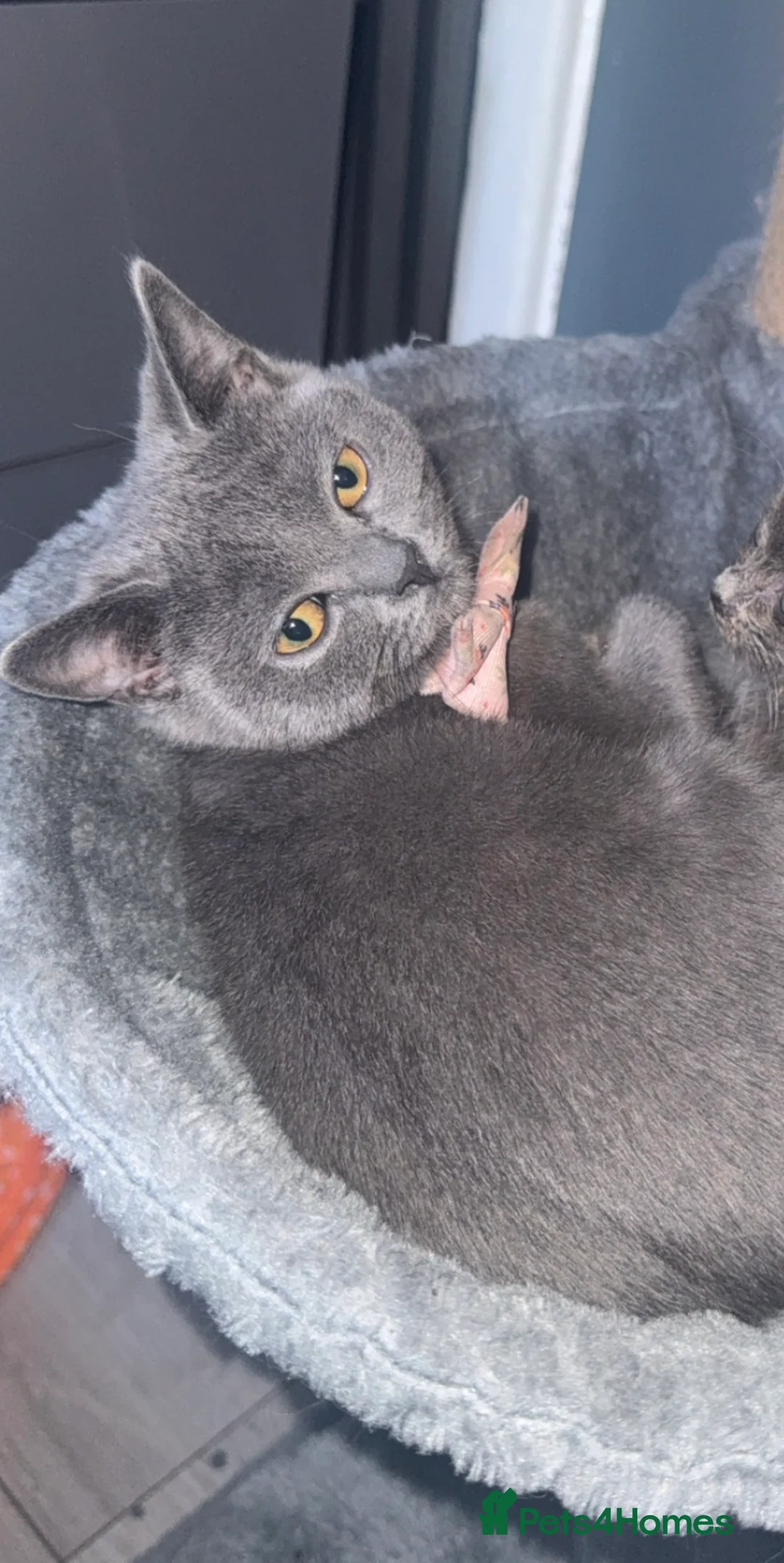 British Shorthair cats for sale: Female British shorthair - Advert 1