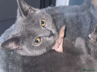 British Shorthair cats Female British shorthair - Advert 1