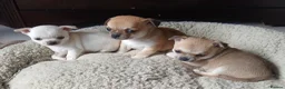 Chihuahua dogs for sale: Short haired tiny chihuahua pups ready now - Advert 7